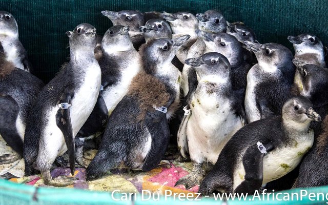 Gansbaai African penguin chicks removed from Dyer_1